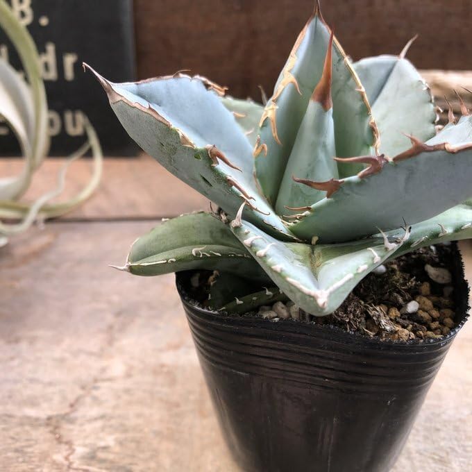 在庫なし。黒いザミオクルカス 斑入り 観葉植物 ザミオクルカス 斑入り